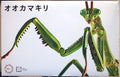 Fujimi 171388 Gottesanbeterin Mantis Bausatz