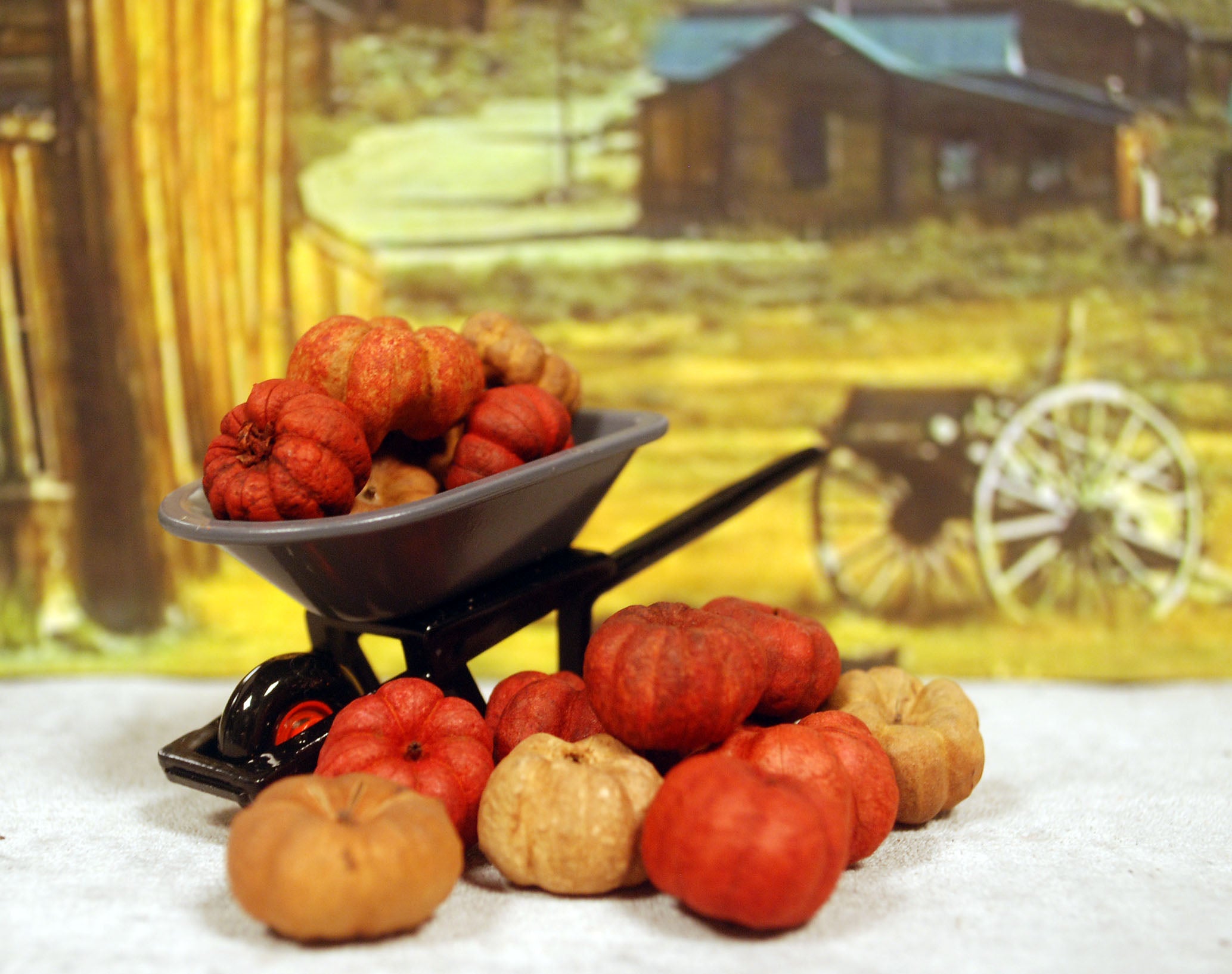 Gartenkarre & Kürbis Kürbisse 11mm - 21mm Halloween Naturprodukt 16 Stück